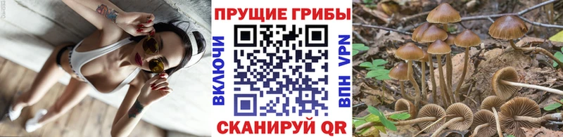 Псилоцибиновые грибы Psilocybe Снежногорск